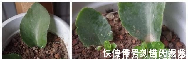 养花爱好者看过来这15种花现在“扦插”,生根快,一个周就长芽