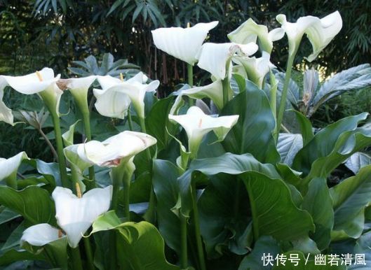 适合家养的几款花卉,开花勤爱爆盆,盛开时繁花似锦