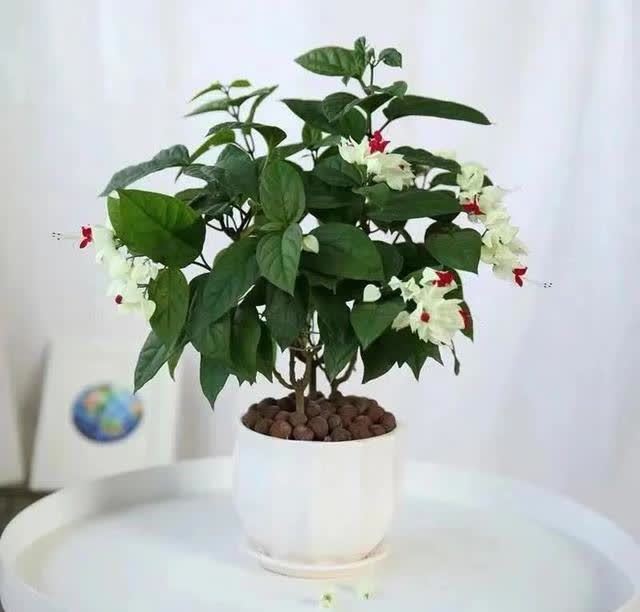 这花真奇特,开花似瑞龙吐珠,家里养几盆,典雅又大方