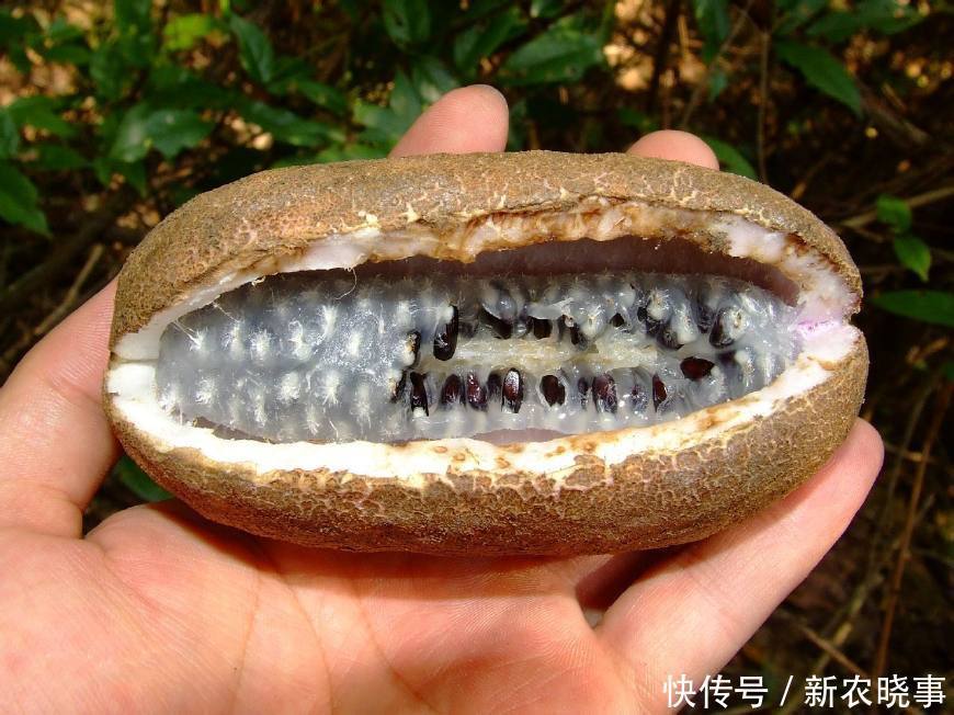 刺泡兒|公認(rèn)最好吃的3種“野果”,不用洗直接吃,第3種營養(yǎng)價(jià)值最高