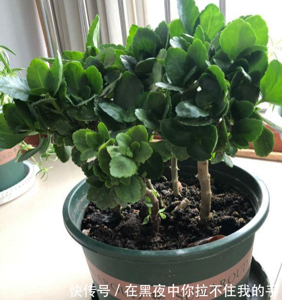 秋天到长寿花“撒欢长”，教你3个窍门，摁住枝条，长花苞