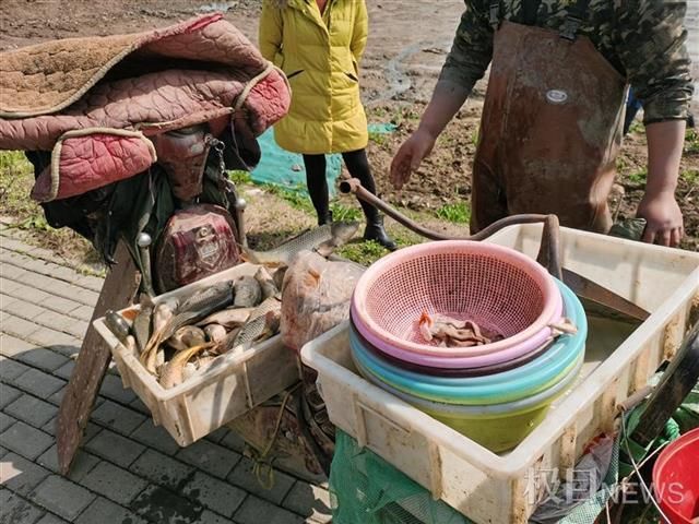 武汉这个地方湖干了，抓鱼的好快活，看客也欢乐