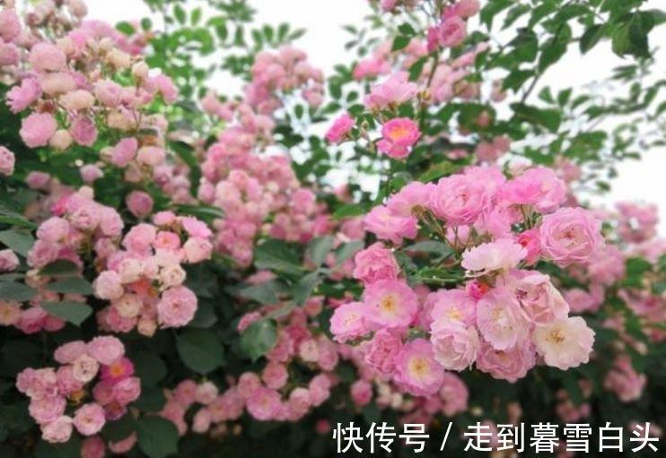 3种花好养又漂亮，花朵大花期长，喜庆又好养，满屋飘香！