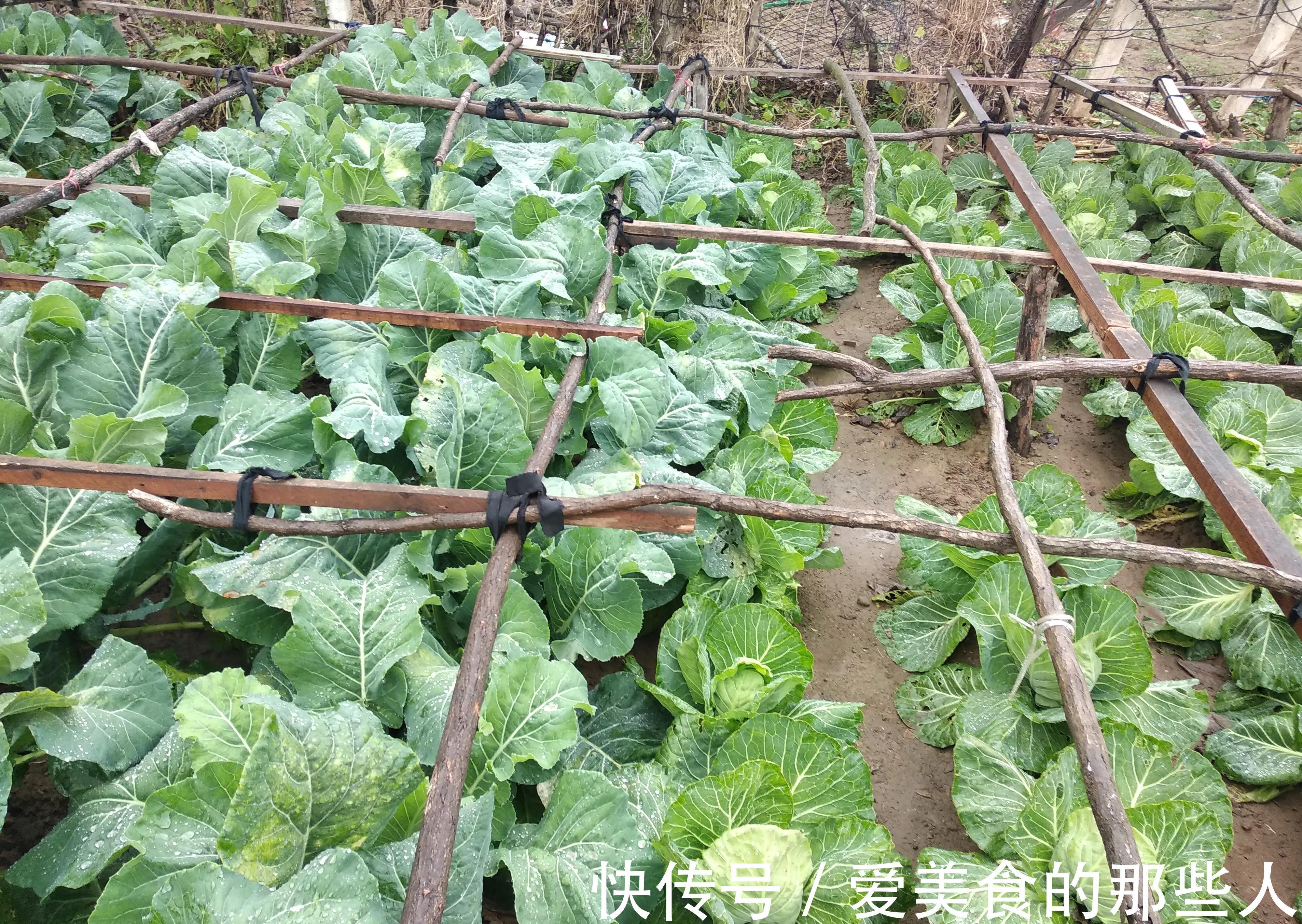 周末帮老丈人干农活，丈母娘做了6道菜，媳妇：我们来是想吃青菜的