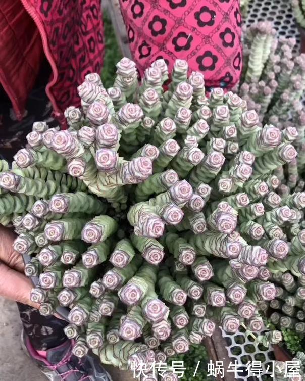 3种“钱串子”,过年买一盆,满盆“铜钱钱”,来年有财发