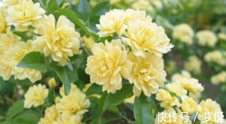 四季海棠四季海棠|4种花深受花友的喜欢，开花爆盆很简单，长势猛，一个月就爆盆！