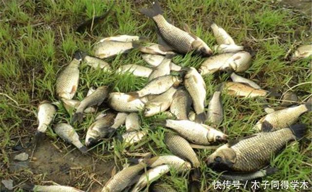 春钓大鲫如“赶场”,不同水面出鱼时机不同,选准时机比技术重要