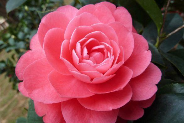 几款花卉,养在阳台花开不断,漂亮养眼,还非常好养护