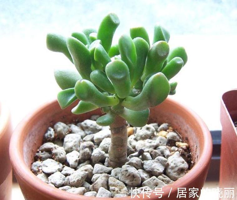 “吸财”多肉筒叶花月,该如何养好?牢记4点,轻松上色出状态