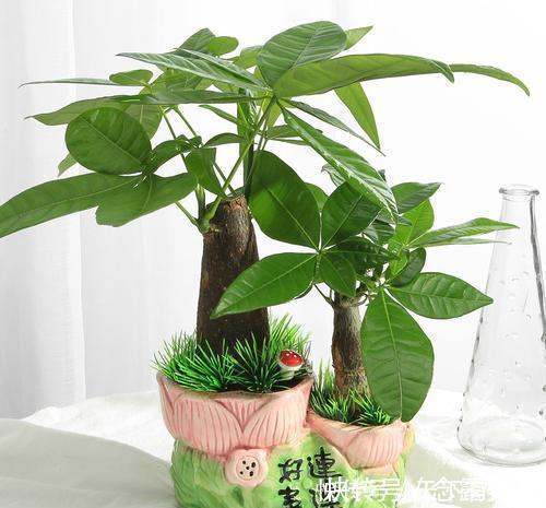 发财树|天热了，4种花不适合“富养”，少肥少水才能安全度夏，长得健壮