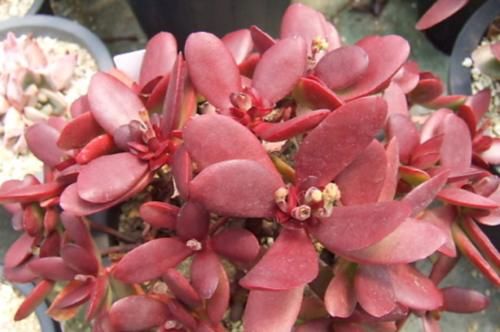 多肉克拉夫其实有两种，你是两种都养过，还是只养过其中一种呢？