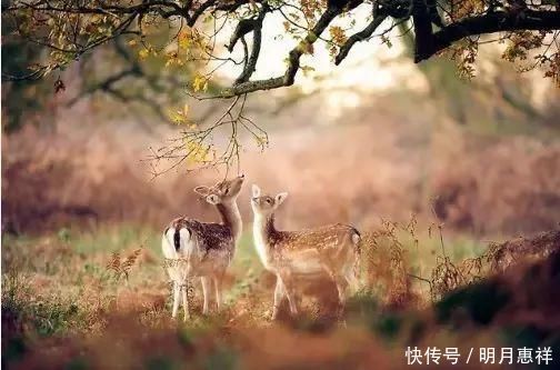 李小布 我在银河系摆渡,太阳系抛锚,不小心投影到了地球,于是遇到了你