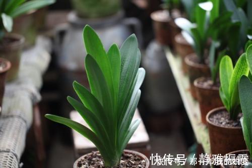 磷酸二氢钾|什么淘米水、啤酒水,都不如1勺颗粒,浅埋盆土里,根壮叶肥