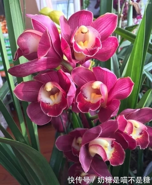 香味|此兰花除了好养,就是爱开花,全年“无休”,摆在家里尽显大气