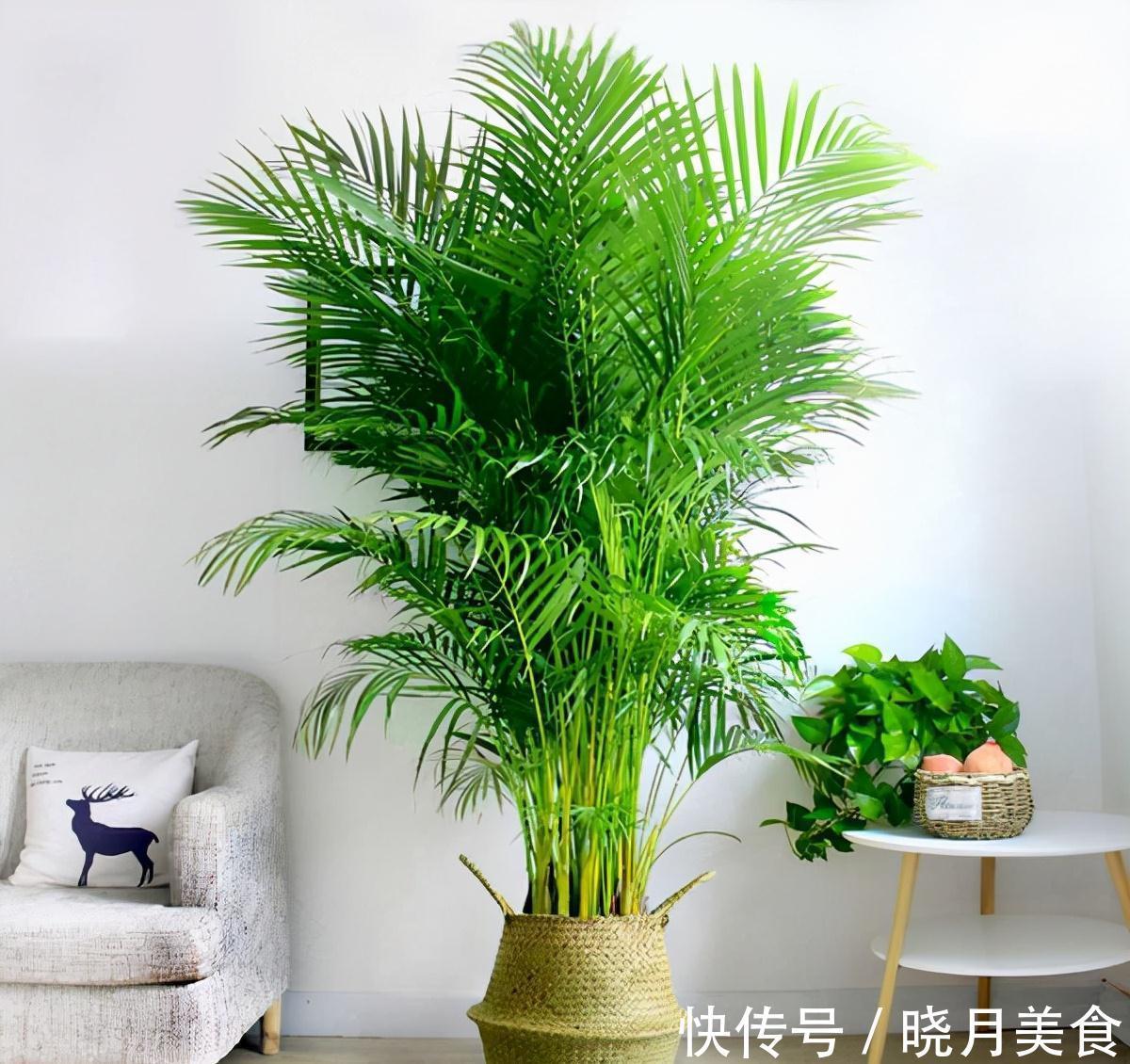 7种大型花,建议在客厅养一盆,吸废气制氧气,还有旺家的好寓意