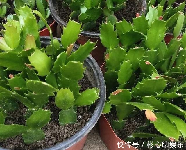 小绿芽|终于等到了扦插季，这两种花赶紧买，以后就不用买了！