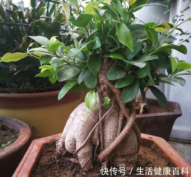 怎么让榕树盆景的根系快速变粗6种方法总有1种适合你，太棒了！