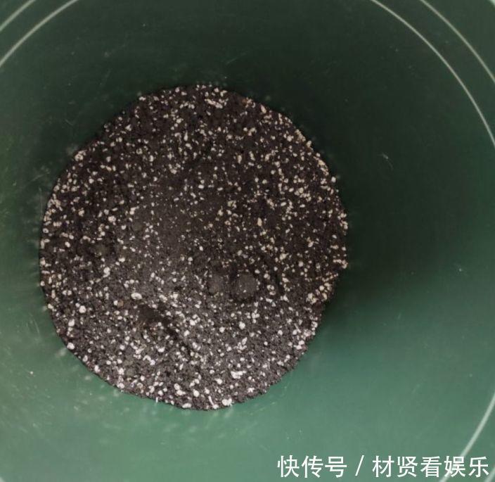 泥炭土|多肉叶子皱皱巴巴别光浇水，多半是伤根该换盆了！