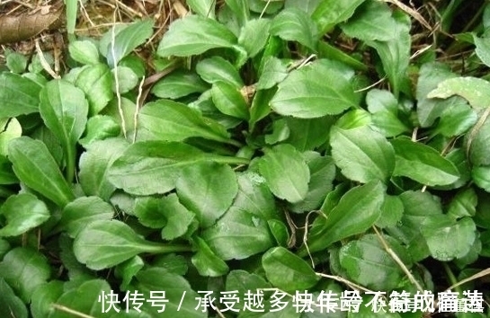 农村|农村路边的一种野菜，看着一点不起眼，但味道是很好吃的