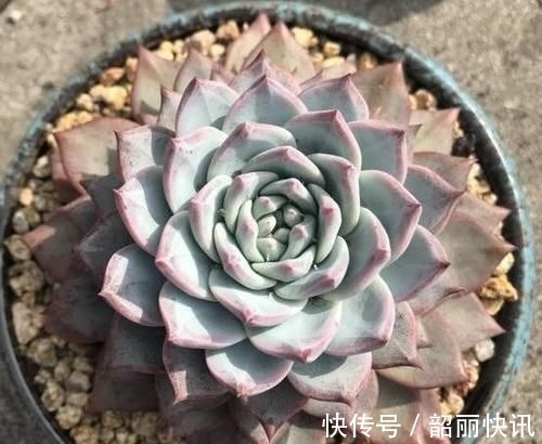 肉友们|氮磷钾肥养多肉,全盆栽成“胖娃娃”,让别人看了都羡慕