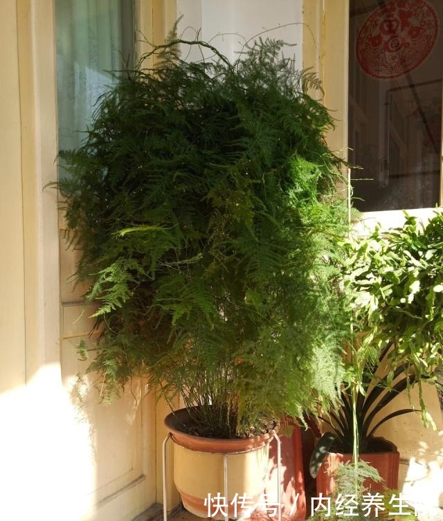 张大爷家文竹养6年,长到1米5,变成粗壮、翠绿盆栽,年年开花!