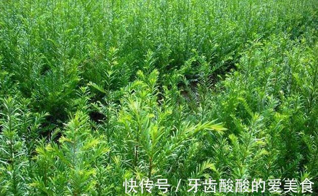 修剪|红豆杉这样来一刀枝叶繁茂果满枝头!