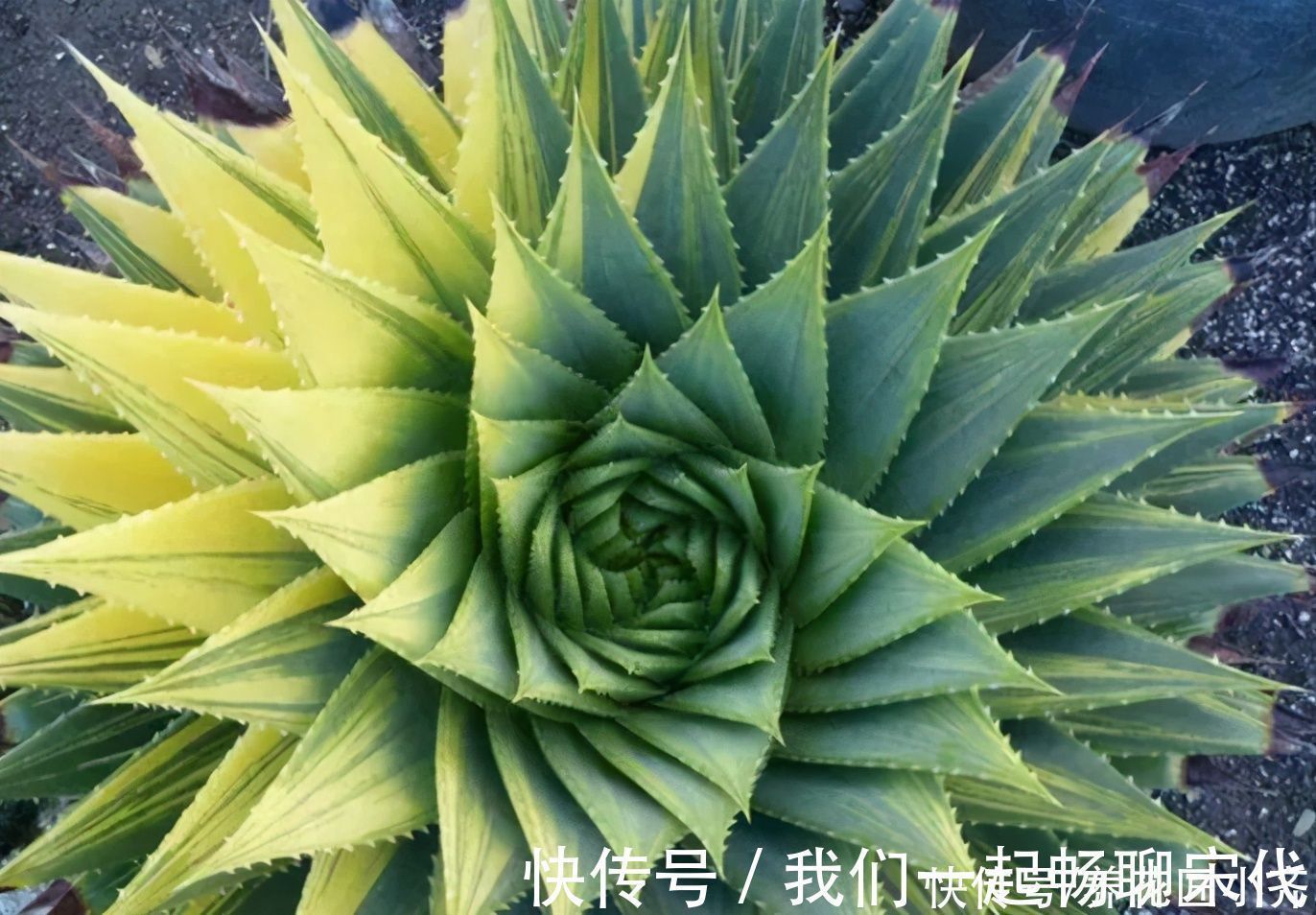 俗话说:“勤人养鱼,懒人养花”,这6种花最适合懒人去养