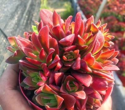 盘点10种“容易度夏”多肉,南北方花友,随便选、随便养