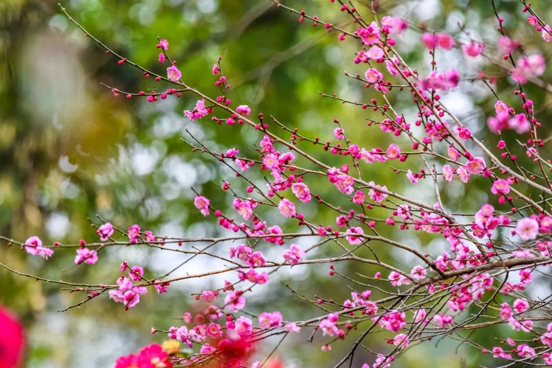 梅景|蜡梅、梅花罕见同开，武汉植物园限量版梅景上新