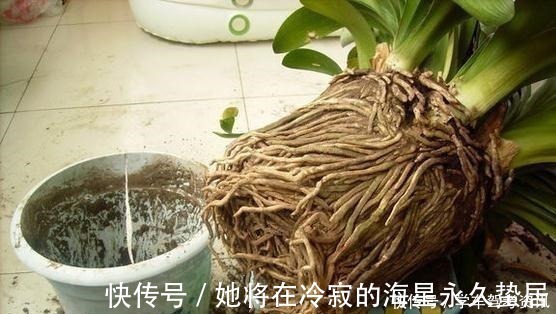 一个样|养花先“养根”，盆下埋点“它”，根系一天一个样，长疯了！