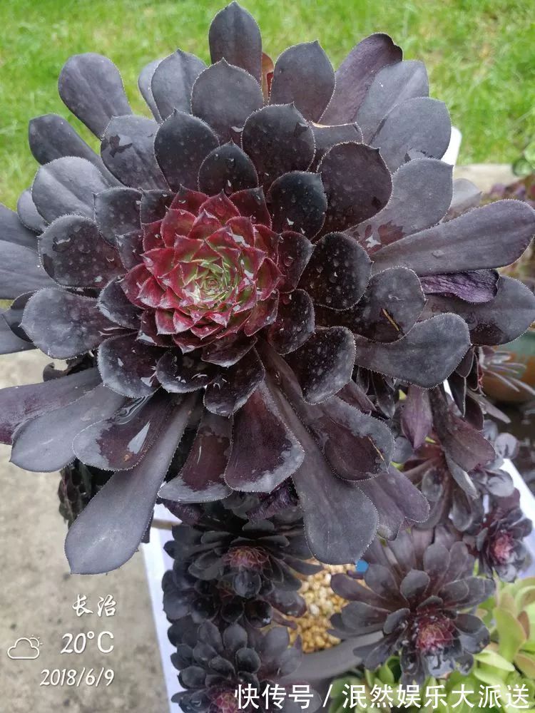 蚧壳虫|为肉痴狂!多肉植物也会用最美的容颜报答我们的勤劳付出!