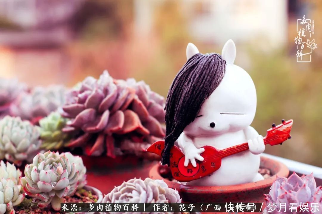 为了爱情|为了爱情来到陌生城市,偶遇多肉,地老天荒的爱恋!