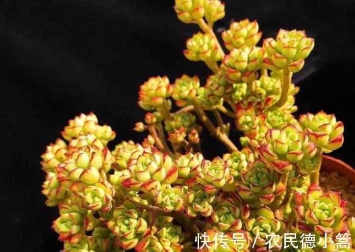 春萌|秋天养盆多肉春萌,叶片肥厚有光泽,颜色透黄状态好,养成小老桩