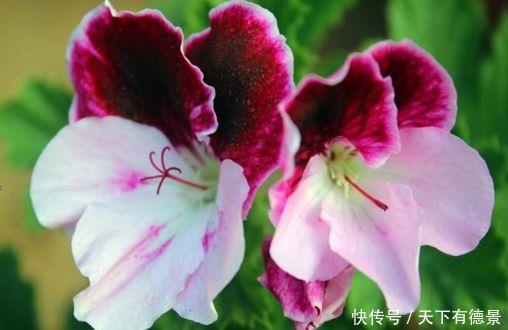 超漂亮的4种花，好养易活，30天不浇水照样生长，一年开花不断