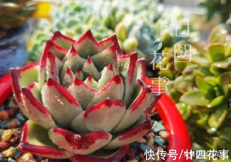 冤枉钱|9月买多肉植物，记住6个“不要”，少花冤枉钱，最后1条扎心
