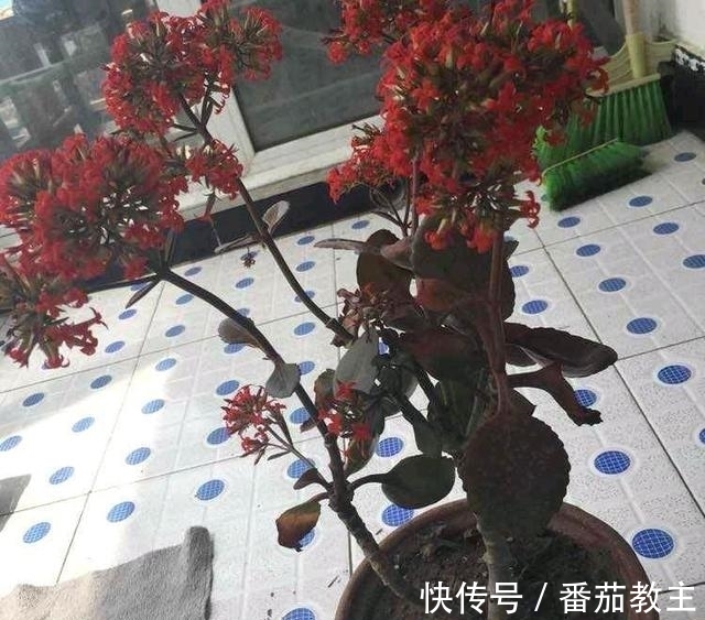 谁说老桩长寿开花少,看看花友家的巨无霸,三年长成半米花树