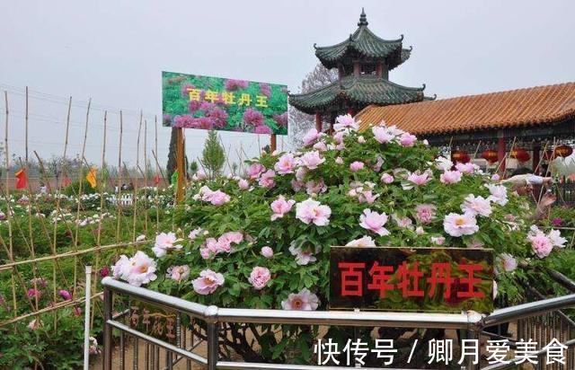 牡丹花|家有五树,儿孙都富!有院子建议栽5种树,看花,收果,寓意吉利