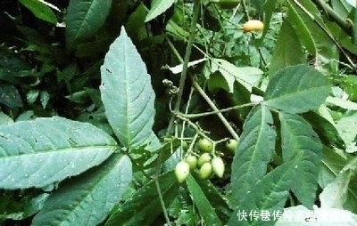 農(nóng)村一種“長腿”的草，老人們稱為“仙藥”，現(xiàn)在城里一斤600元