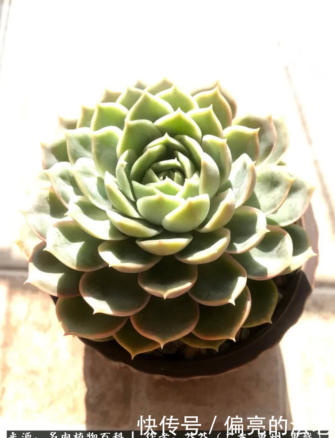 养花|一种爱好就是一种境界，养花养多肉可以培养一个人的心境！