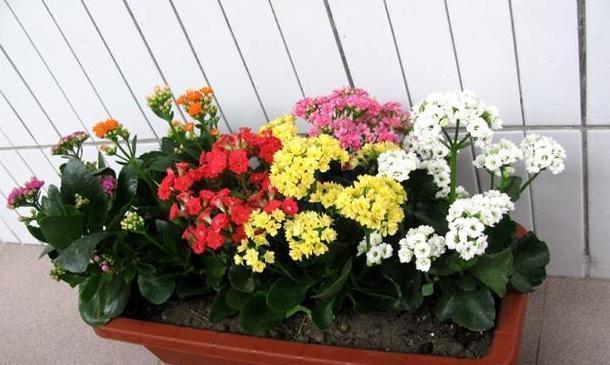 长寿花做好两个“关键点”，“花期”您来“掌控”，想让开就开！