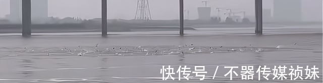 长江君|水里发生了什么？钱塘江大量鱼群乱跳，江边钓鱼人：这是潮头鱼