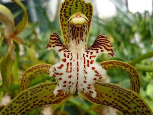 虎头兰|农民山上挖了一株野草,回家后,儿子赶紧带他到派出所自首