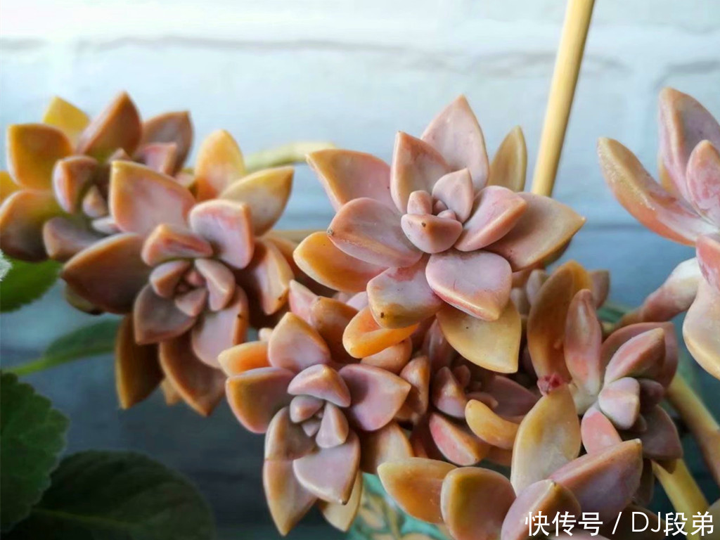 包菜类|容易养成造型老桩的多肉,带着岁月沉淀的沧桑美,有的还是网红