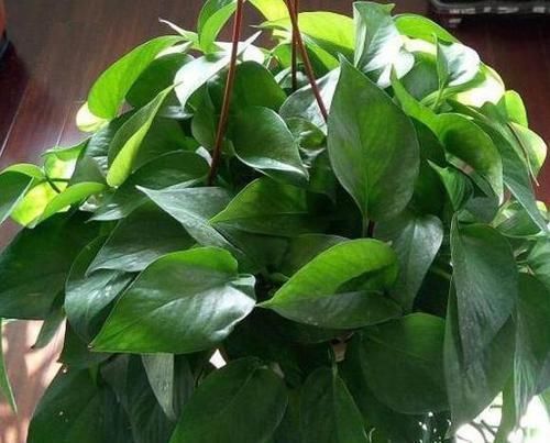 吊兰|4种植物最适合懒养,十天半个月不用浇水,照样长势旺