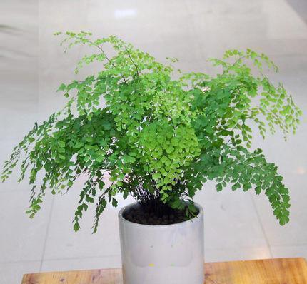 五种精巧花,好养又泼辣,耐阴又漂亮,北阳台最合适