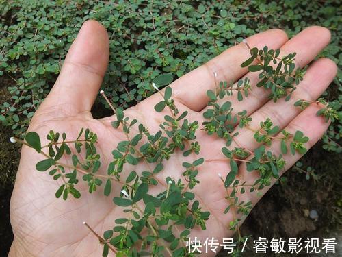 马齿笕|马齿笕的“孪生兄弟”,人称“血见愁”,止血不留疤,你见过吗?