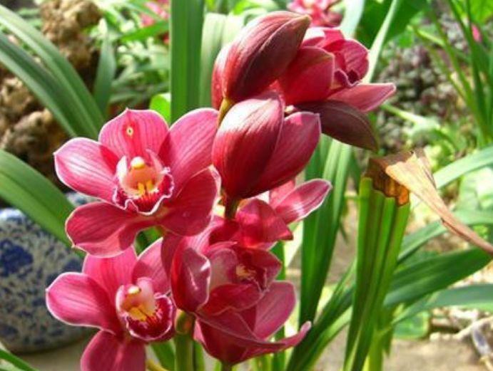 大花蕙兰|比香水还好闻的“3种花”,个个美出状态,花朵迷人,阵阵花香