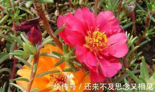 木槿|4种花养在家里超美的,开起花来拦不住,不易生病好养护