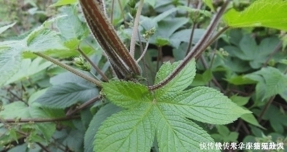 拉拉秧|农村一种野草俗称“拉拉秧”,人见人烦,殊不知它的药用价值很高