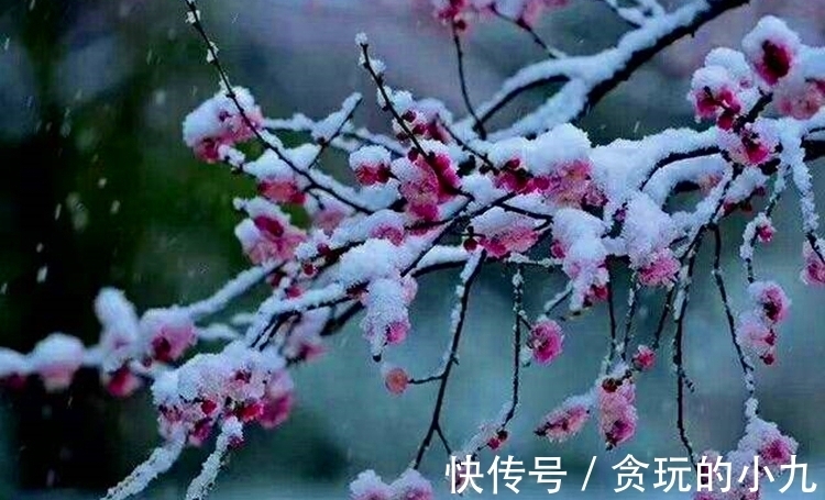 明代&梅开时节,梅花得意占群芳,邂逅古诗里的梅花韵致不输现场观光